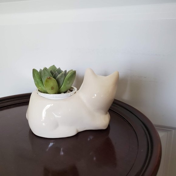 Cat Animal Planter with Succulent, live house plant in ceramic white Kitten Pot - Picture 5 of 5